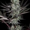 Kindway Farms – Rockin' Dog Strain – Fem Photo 5 Pack - Image 2