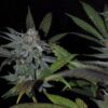 Kindway Farms – Rockin' Dog Strain – Fem Photo 5 Pack - Image 3