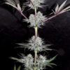 Kindway Farms – Rockin' Dog Strain – Fem Photo 5 Pack - Image 4