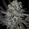 Kindway Farms – Rockin' Dog Strain – Fem Photo 5 Pack - Image 5