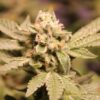 Annunaki Genetics – Rubber Necker Strain – Fem Photo - Image 3