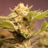 Annunaki Genetics – Rubber Necker Strain – Fem Photo - Image 4