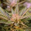 Annunaki Genetics – Rubber Necker Strain – Fem Photo - Image 5