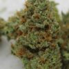 Annunaki Genetics – Rubber Necker Strain – Fem Photo - Image 6