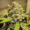 Hooligan Farming Supplies - San Abagan Strain - Fem Auto 3 pack - Image 3