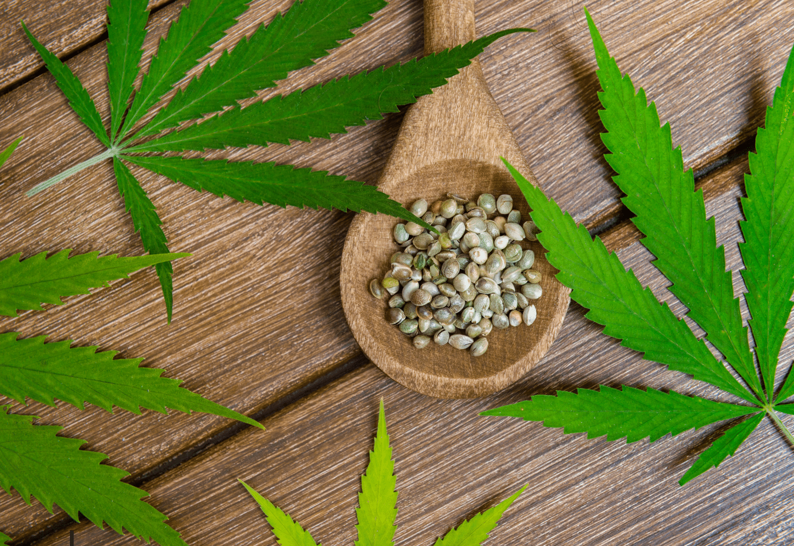 Common Mistakes to Avoid When Buying Cannabis Seeds