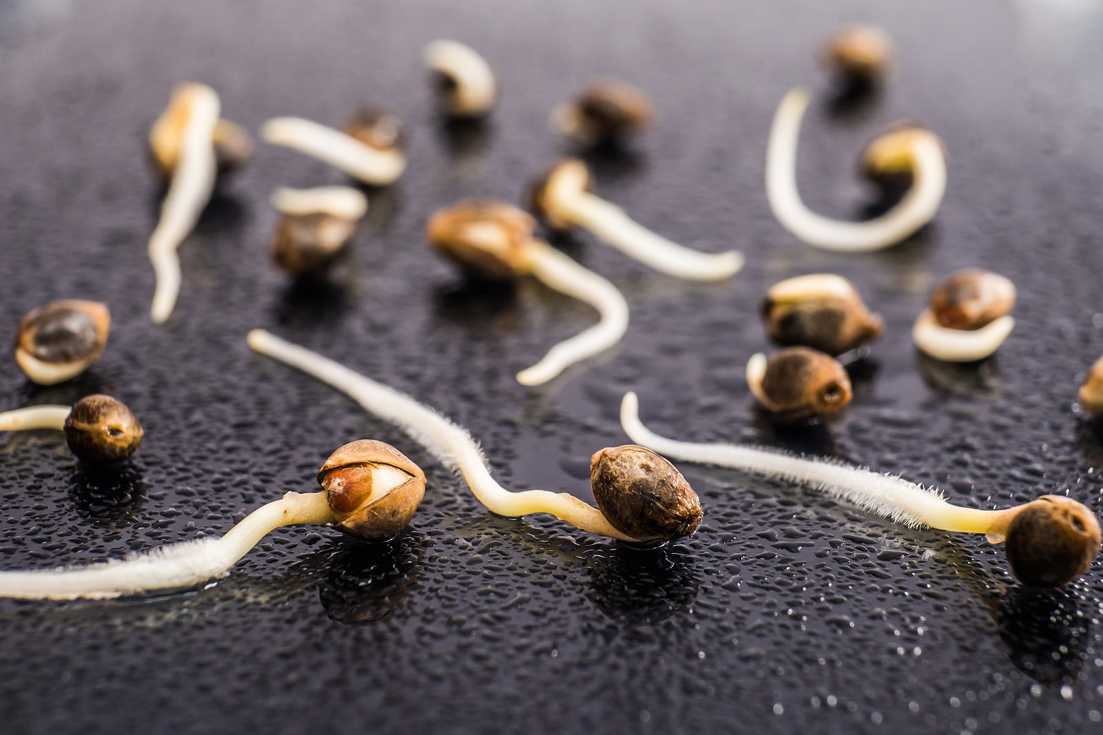 Cannabis Seeds for Beginners: Easy-to-Grow Strains for New Growers