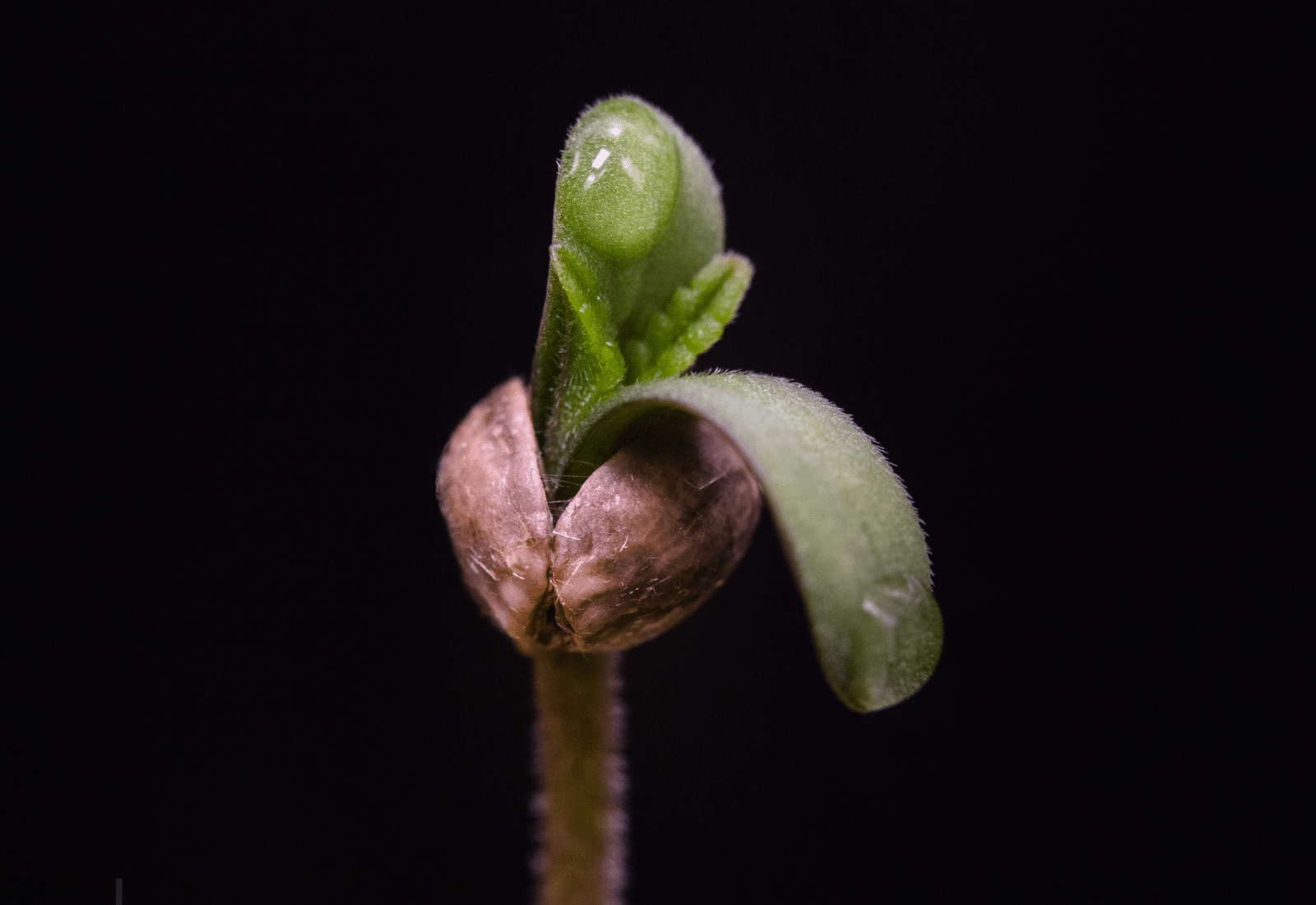 Growing Cannabis Seeds vs Clones