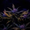 Supernatural Seeds – Slusherz Strain – Fem Photo - Image 2