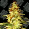 Supernatural Seeds – Sour Orange Strain – Fem Photo - Image 2