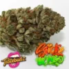 Tastebudz – Sticky Mango Strain – Fem Auto - Image 2