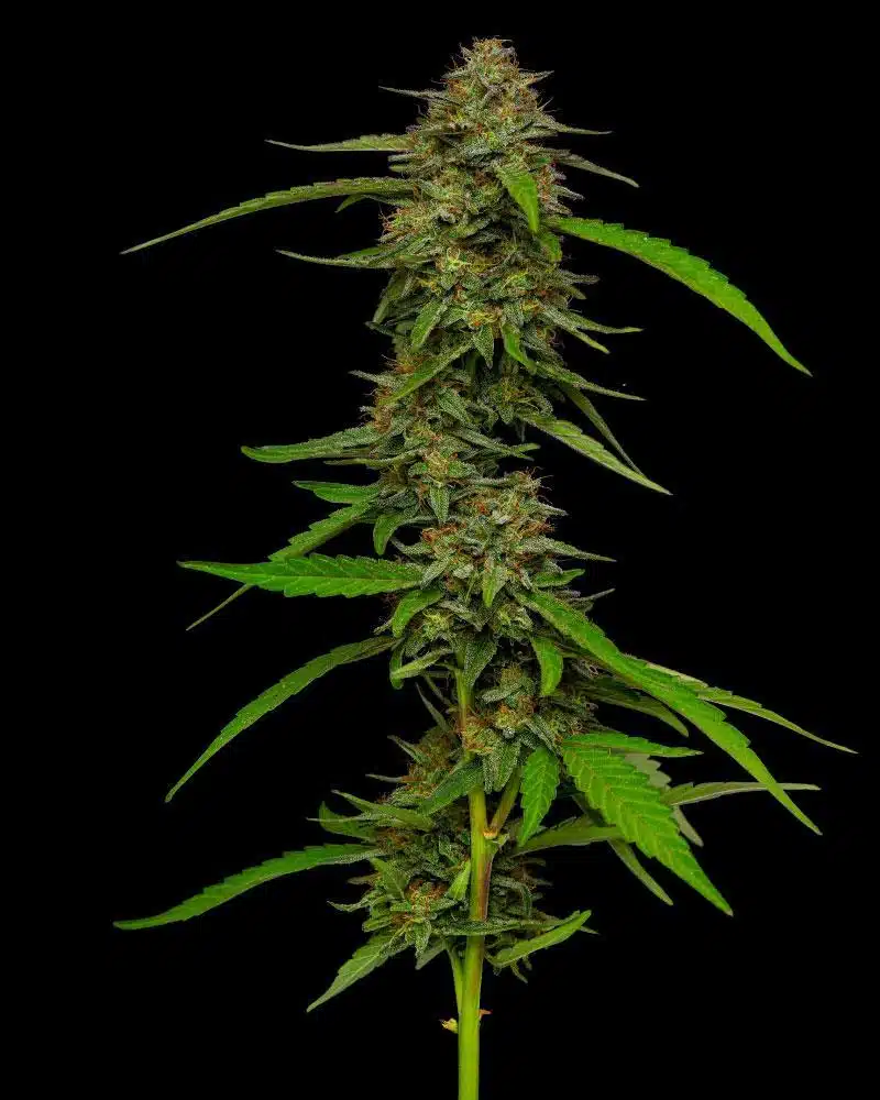 Strawberry Cheesecake Auto | Humboldt Seed Co | FEM Autoflower Seeds