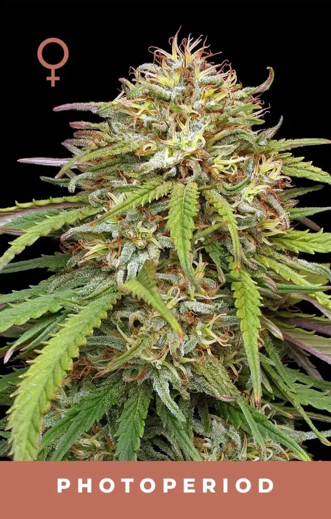 Ed Rosenthal’S Super High Life | Humboldt Seed Co | FEM Photoperiod Seeds