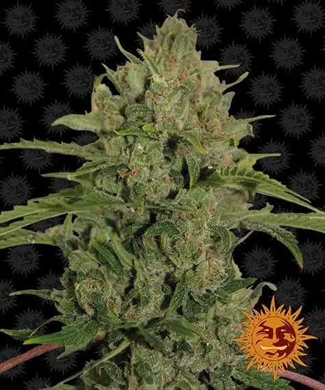 Triple Cheese | Barney's Farm | FEM Photoperiod Seeds