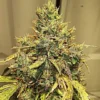 Hooligan Farming Supplies – Turon Strain – Fem Auto 3 Pack - Image 4
