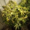Hooligan Farming Supplies – Turon Strain – Fem Auto 3 Pack - Image 2