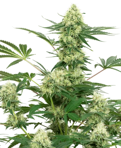 Image of a cannabis plant