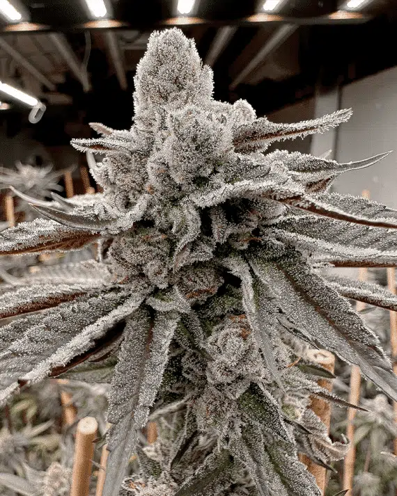 SOLFIRE GARDENS - Yummy Yummy STRAIN - FEM PHOTO