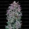 Goat Genetics – Midnight Guava Auto Strain – Auto Fem - 5 Pack - Image 3