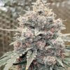 Goat Genetics – Lunar Stomper Auto Strain – Auto Fem - 5 Pack - Image 3