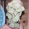 Gem Seeker Genetics - 4 Ever Green XMas Strain - Fem Photo 6 Pack - Image 2