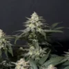 FAST BUDS - PURPLE LEMONADE FF STRAIN - FEM PHOTO - Image 2