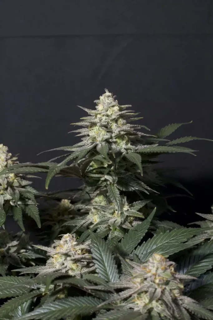 Purple Lemonade