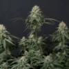 FAST BUDS - TROPICANA COOKIES FF STRAIN - FEM PHOTO - Image 2