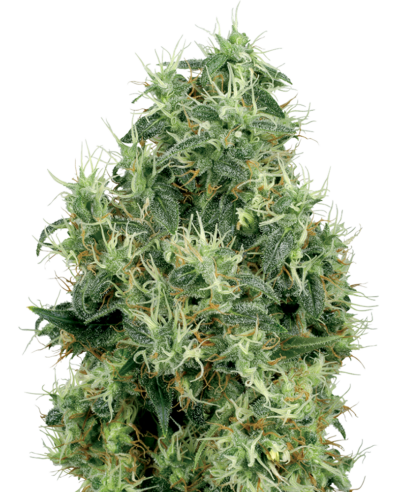 SENSI SEEDS WHITE LABEL - WHITE GOLD STRAIN - FEM PHOTO