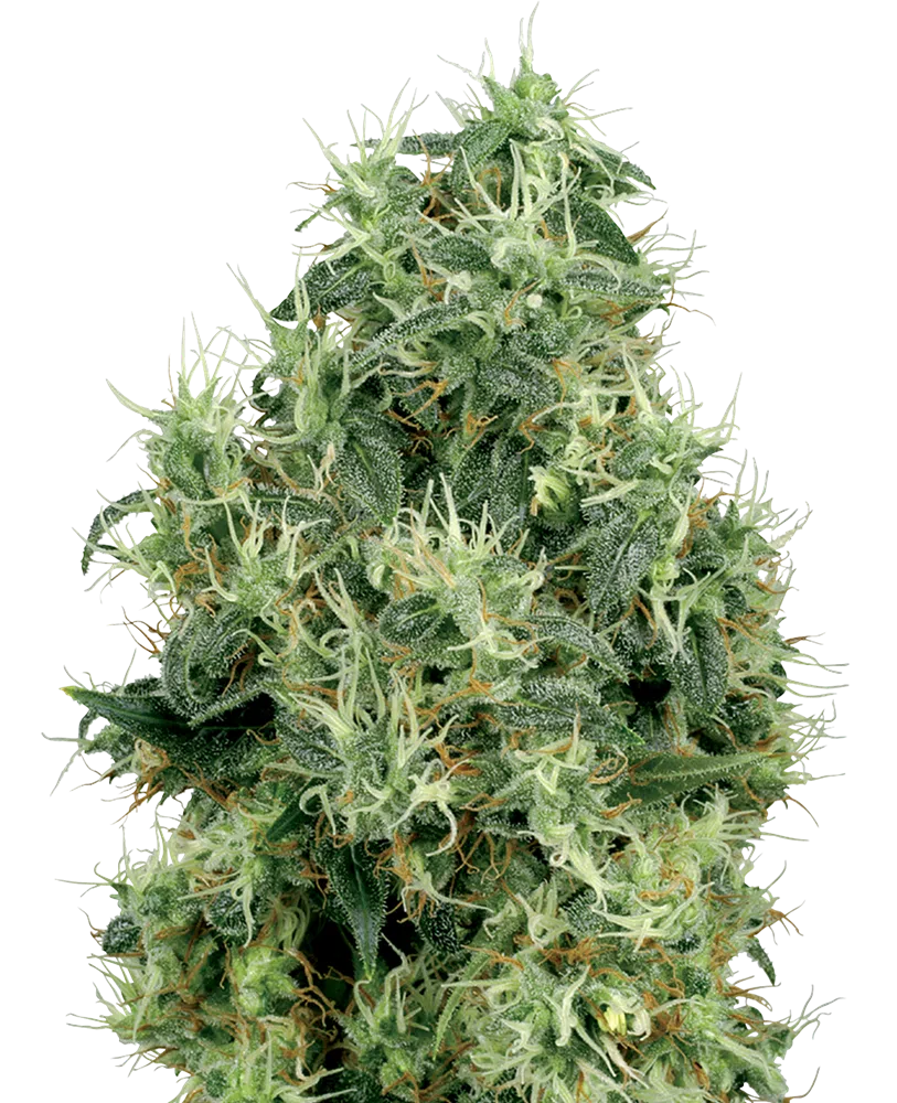 SENSI SEEDS WHITE LABEL - WHITE GOLD STRAIN - FEM PHOTO