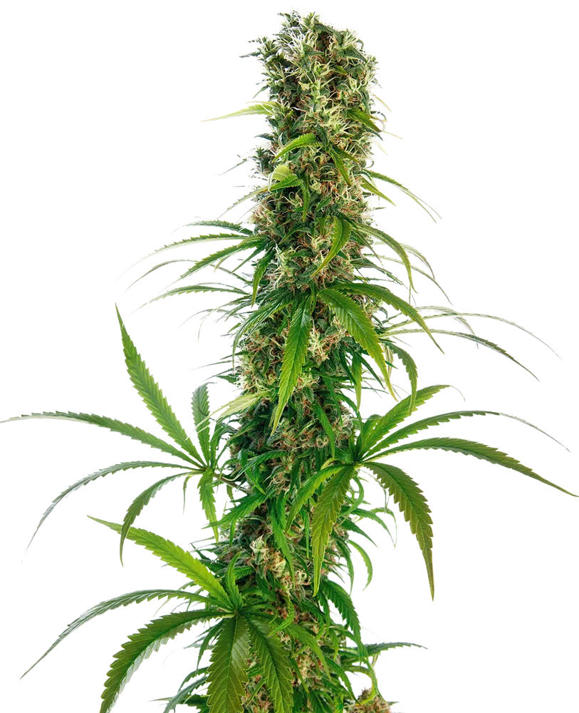 SENSI SEEDS - MICHKA STRAIN - FEM PHOTO