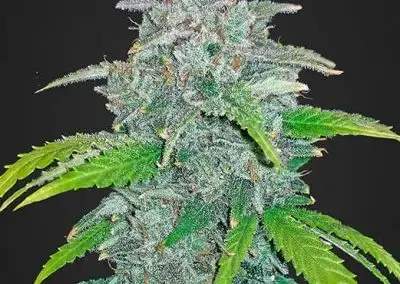 Blue Dream Auto | Fast Buds | FEM Autoflower Seeds