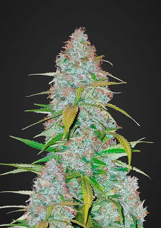 Californian Snow Auto | Fast Buds | FEM Autoflower Seeds