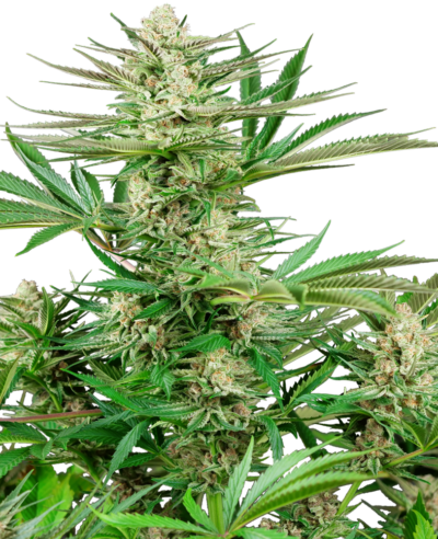 SENSI SEEDS – MALIBU OG GOLD STRAIN – FEM PHOTO