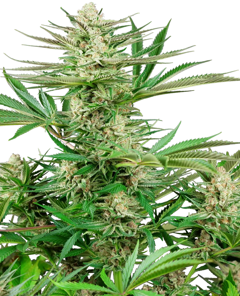 SENSI SEEDS – MALIBU OG GOLD STRAIN – FEM PHOTO