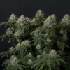 FAST BUDS - GORILLA COOKIES FF STRAIN - FEM PHOTO - Image 3