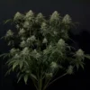 FAST BUDS - GORILLA COOKIES FF STRAIN - FEM PHOTO - Image 2