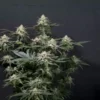 FAST BUDS - PURPLE LEMONADE FF STRAIN - FEM PHOTO - Image 5