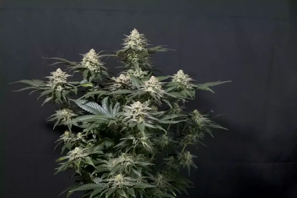 Purple Lemonade