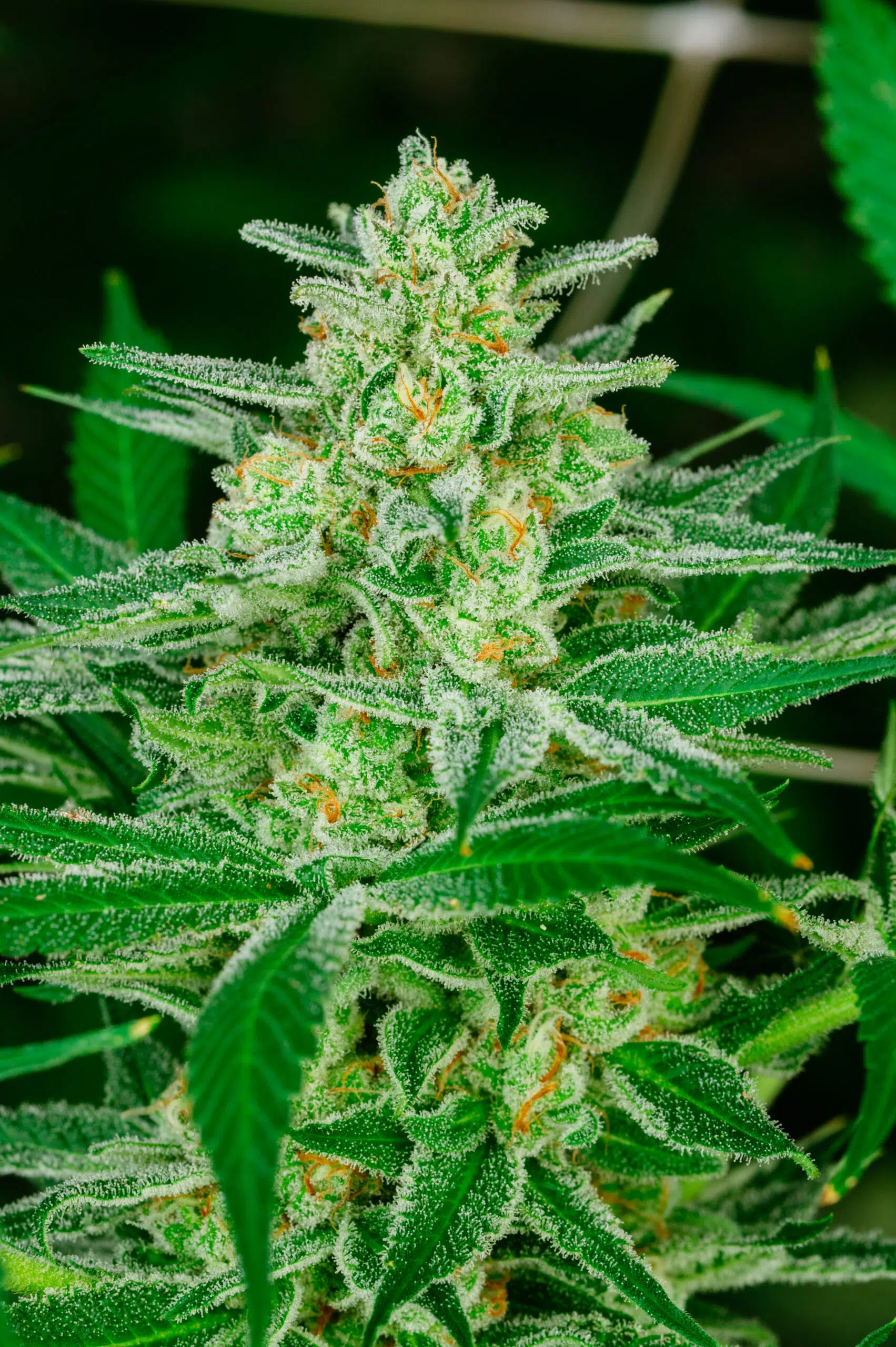 Blue Dream | Atlas Seeds | FEM Fast Photoperiod Seeds