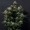 FAST BUDS - PURPLE LEMONADE FF STRAIN - FEM PHOTO - Image 6