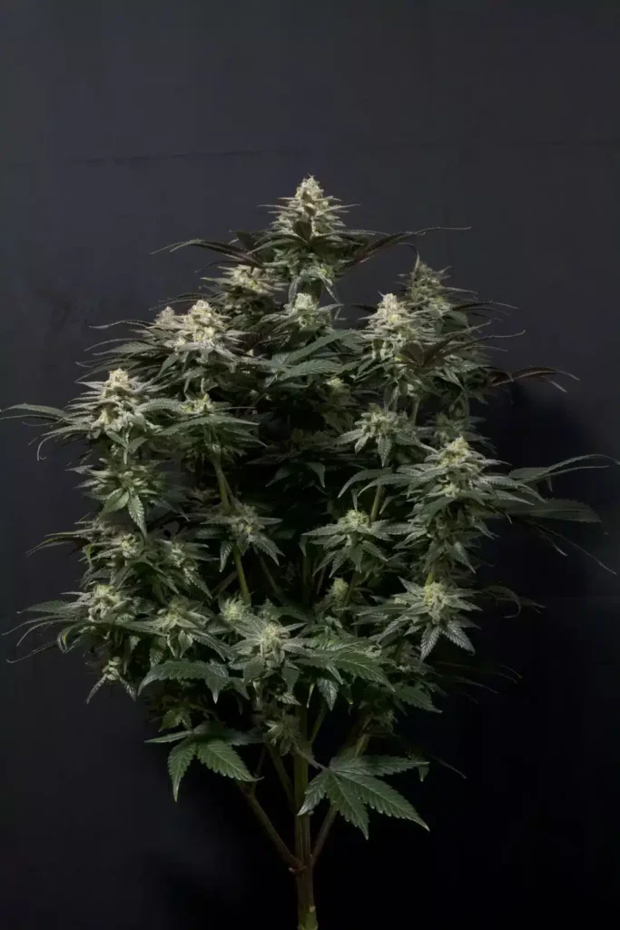 Purple Lemonade