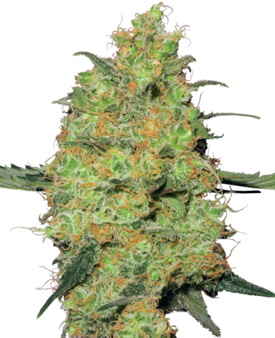SENSI SEEDS WHITE LABEL - MASTER KUSH STRAIN - FEM PHOTO