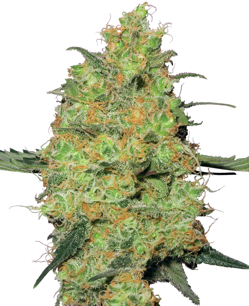 SENSI SEEDS WHITE LABEL - MASTER KUSH STRAIN - FEM PHOTO