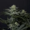 FAST BUDS - GG4 SHERBET FF STRAIN - FEM PHOTO - Image 3