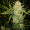 FAST BUDS - ORIGINAL CRITICAL STRAIN - AUTOFEM - Image 2