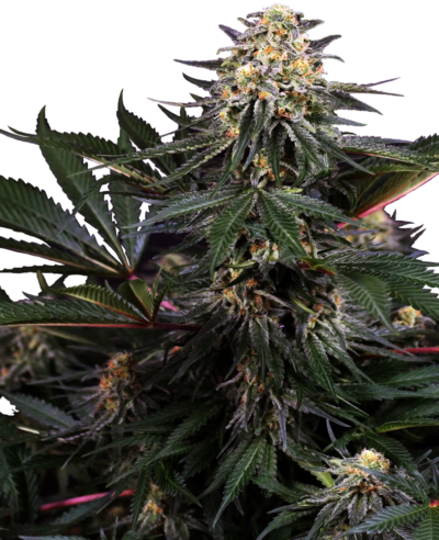 SENSI SEEDS – LOCKDOWN KUSH STRAIN – FEM PHOTO