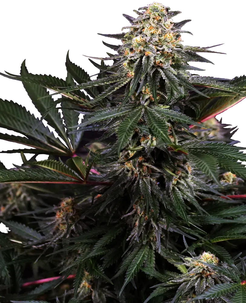 SENSI SEEDS – LOCKDOWN KUSH STRAIN – FEM PHOTO