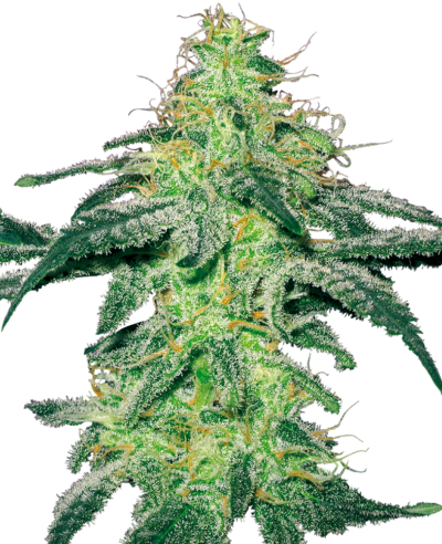 SENSI SEEDS WHITE LABEL - WHITE SKUNK STRAIN - AUTO FEM