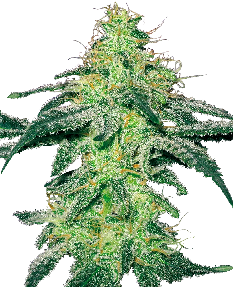 SENSI SEEDS WHITE LABEL - WHITE SKUNK STRAIN - AUTO FEM